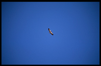 Vultures and eagles approach Drigung Til monastery during a sky-burial. Tibet, China