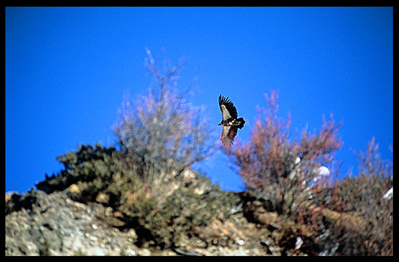 Vultures and eagles approach Drigung Til monastery during a sky-burial.