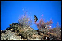 Vultures and eagles approach Drigung Til monastery during a sky-burial. Tibet, China