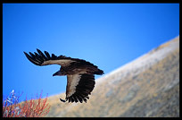 Vultures and eagles approach Drigung Til monastery during a sky-burial. Tibet, China