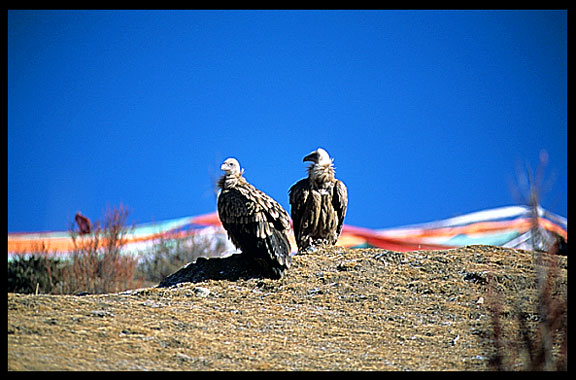 Vultures and eagles approach Drigung Til monastery during a sky-burial.