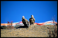 Vultures and eagles approach Drigung Til monastery during a sky-burial. Tibet, China