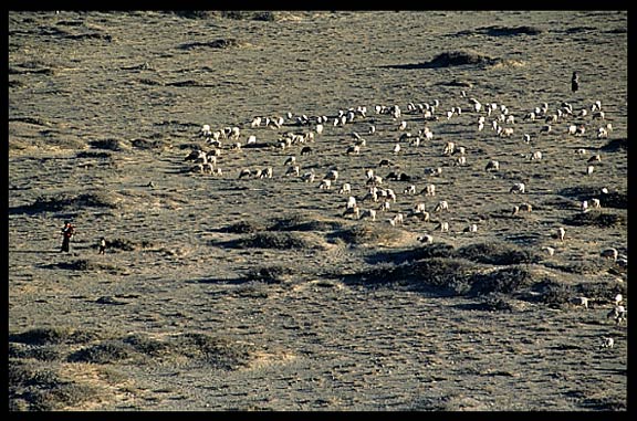 Tibetan women are herding sheep in Samye valley.