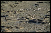 Tibetan women are herding sheep in Samye valley. Tibet, China