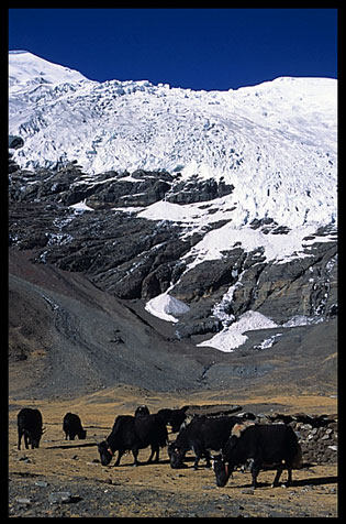 Karo-la pass at 5045m with awesome views of the Nojin-Kangtsang Glacier and yaks.