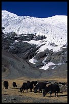 Karo-la pass at 5045m with awesome views of the Nojin-Kangtsang Glacier and yaks. Tibet, China